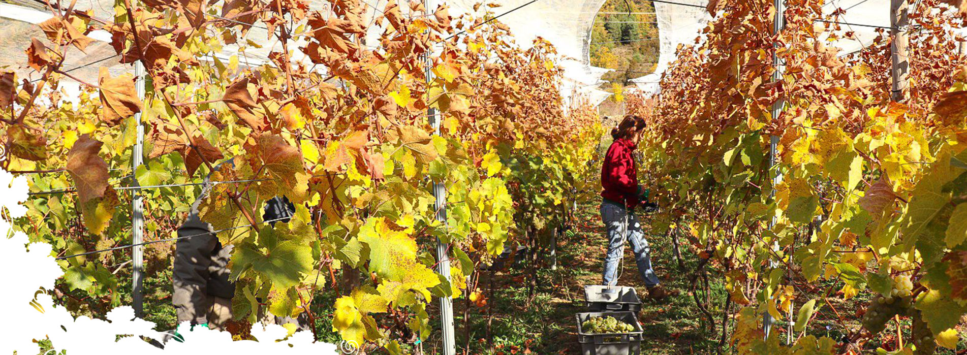 Foto de una hilera de viñas cuyas hojas en la parte superior empiezan a teñirse con los colores propios del otoño. Es un símbolo del cambio de hoja en el Pirineo, uno de los fenómenos más espectaculares en el paisaje pirenaico. Pilar y Ernest, dueños de Bal Minuta, están recogiendo a mano la uva del viñedo otoñal