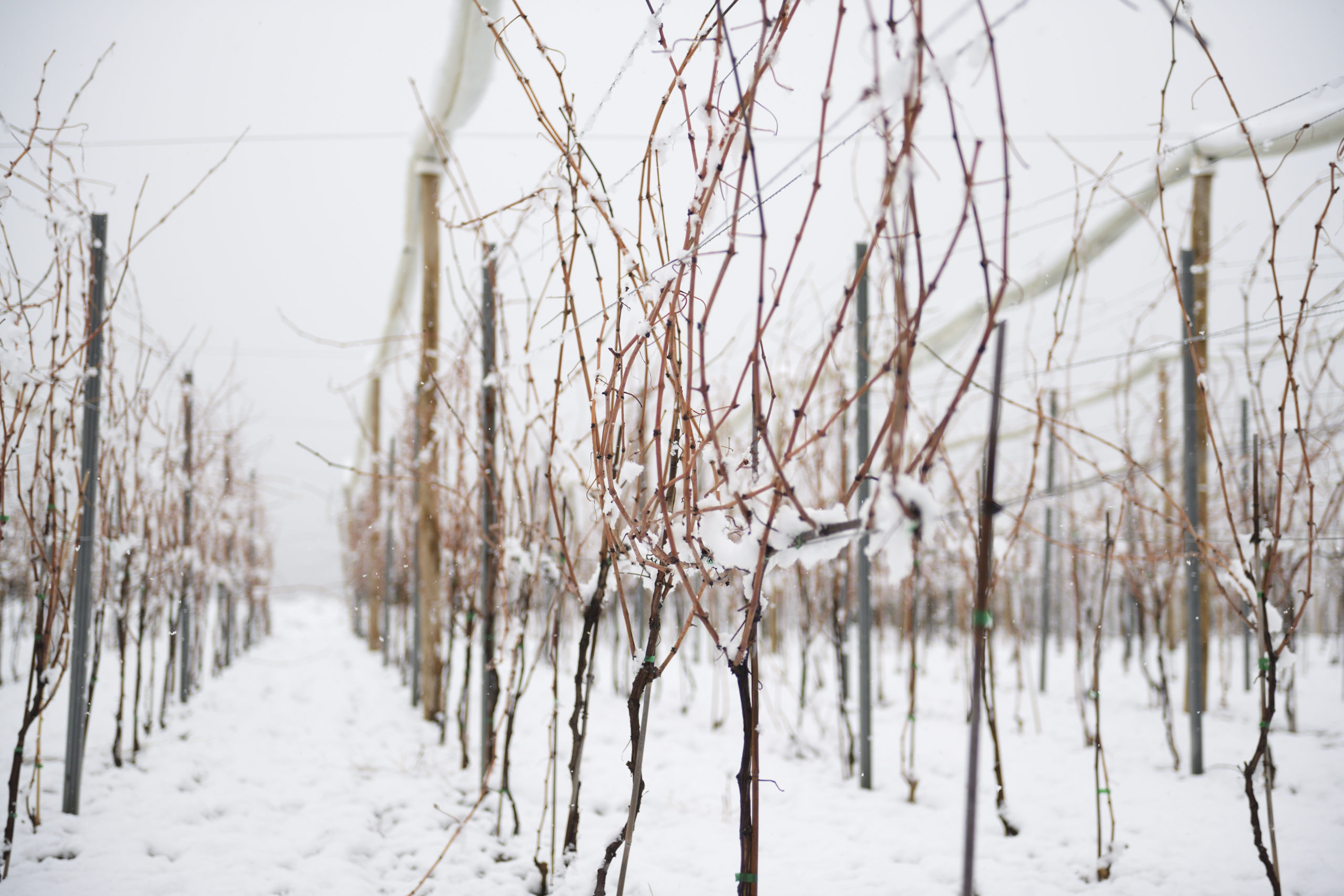 Beneficios de la nieve para la vid y el vino